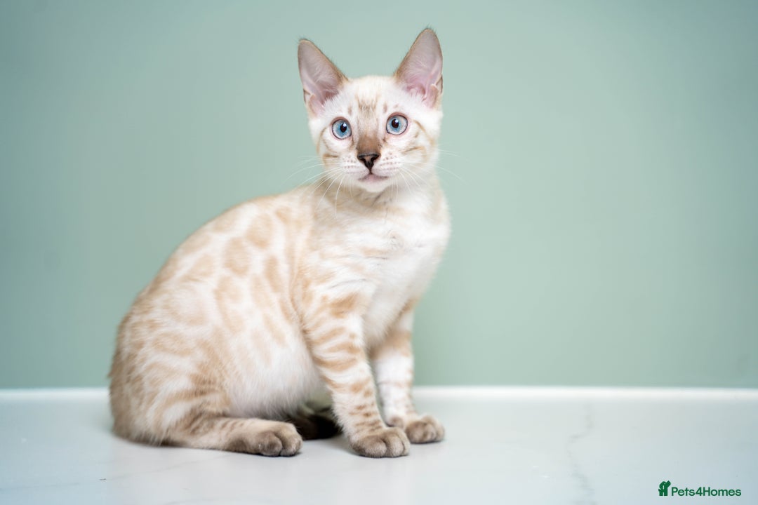 Bengal cats for sale: SNOW LYNX PURE BENGAL BOY-Frankie-Top Personality - Advert 4