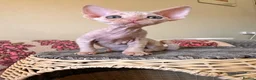 Devon Rex cats for sale: beautiful Devon Rex kittens  - Advert 5