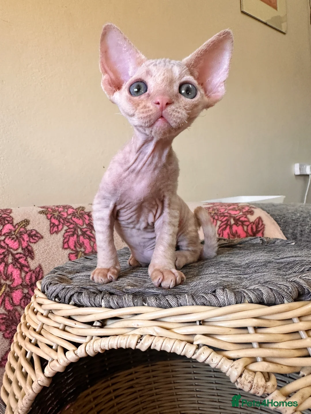 Devon Rex cats for sale: beautiful Devon Rex kittens  - Advert 1