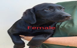 Goldador dogs for sale: Lovely Goldendor / Goldador Puppies - Image 1