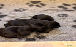 Labrador Retriever dogs for sale: Black KC Reg Labrador puppies for sale  - Image 4