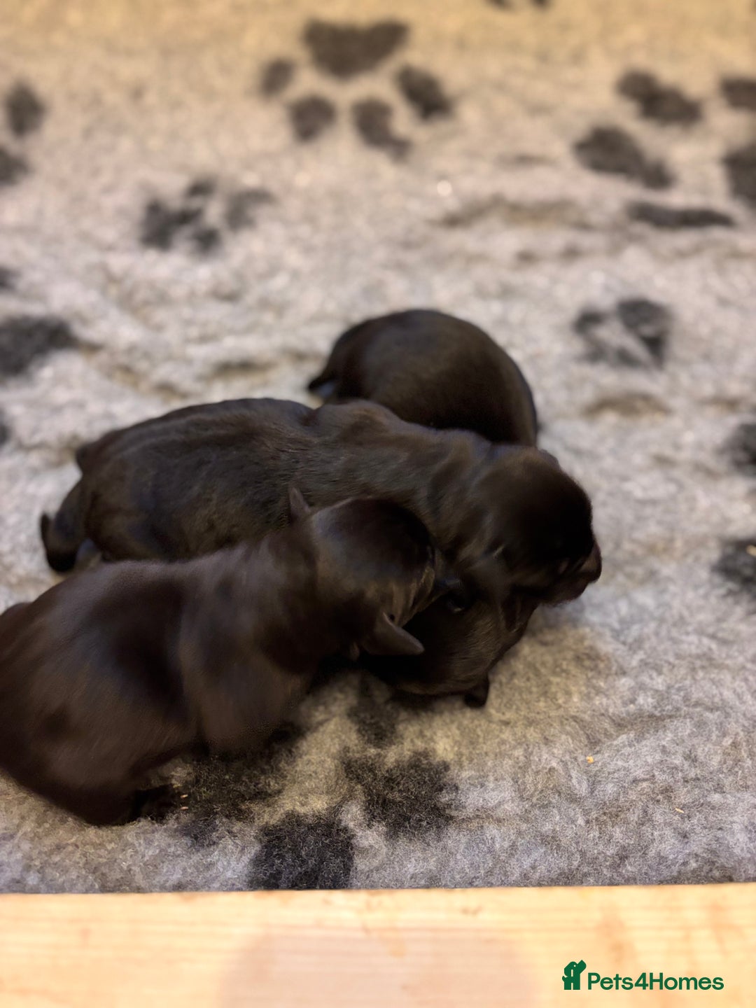 Labrador Retriever dogs for sale: Black KC Reg Labrador puppies for sale  - Image 4