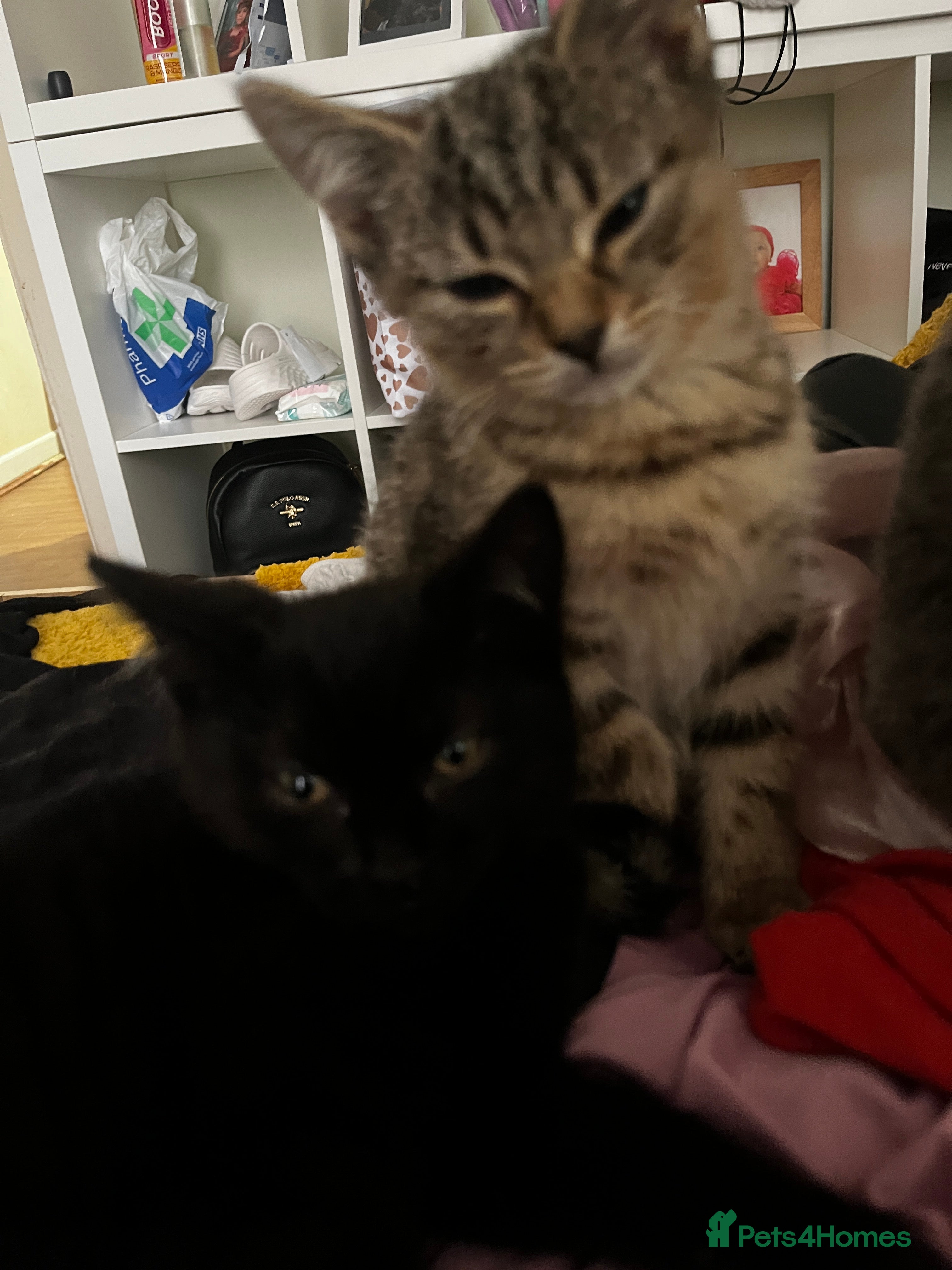 British Shorthair cats British shorthair mix’sKittens lookingfor home .   - Advert 6