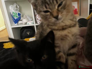 British Shorthair cats British boys mix’sKittens looking-for home . - Advert 13