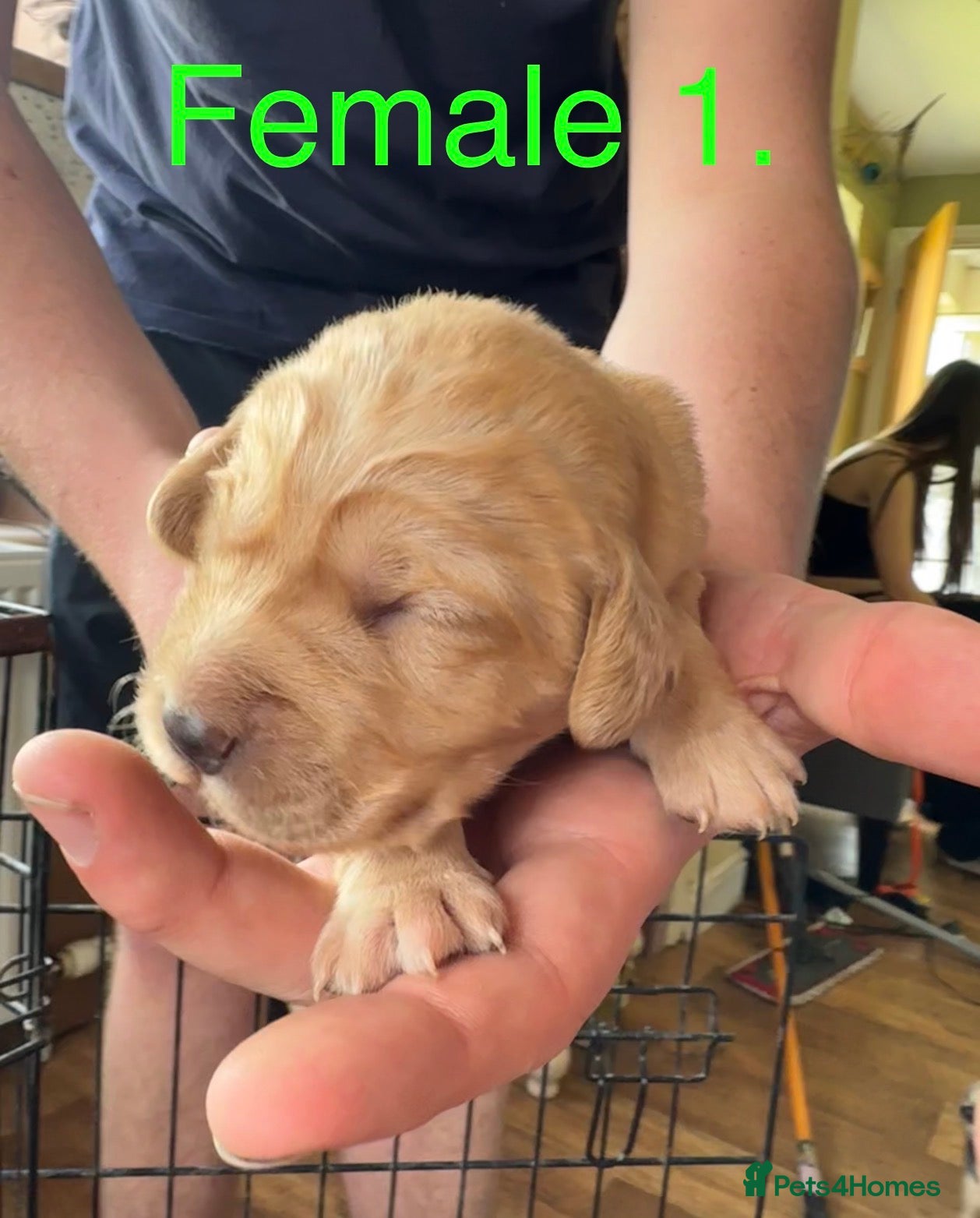 Cockerdor dogs for sale: Stunning Cockerdor puppies - Advert 11
