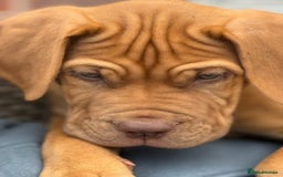 Dogue De Bordeaux dogs for sale: Dogue de Bordeaux Puppy - 3 months old - Image 4