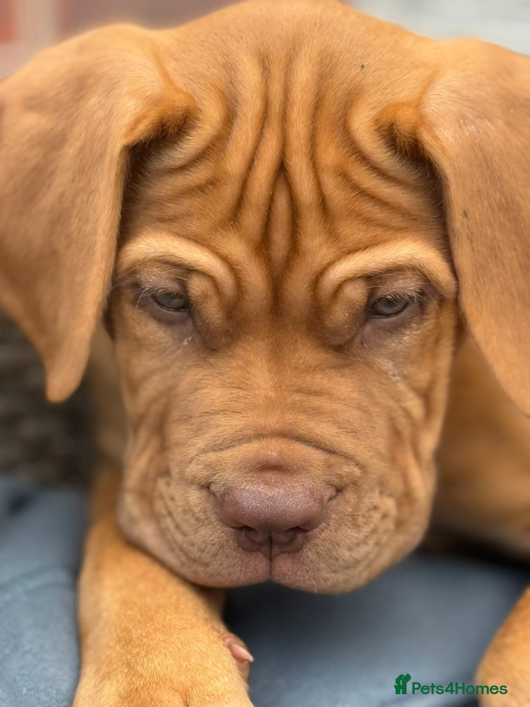 Dogue De Bordeaux dogs for sale: Dogue de Bordeaux Puppy - 3 months old - Image 4