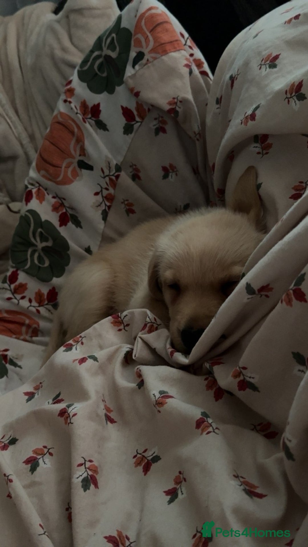 Labrador Retriever dogs for sale: White lab male - Advert 12