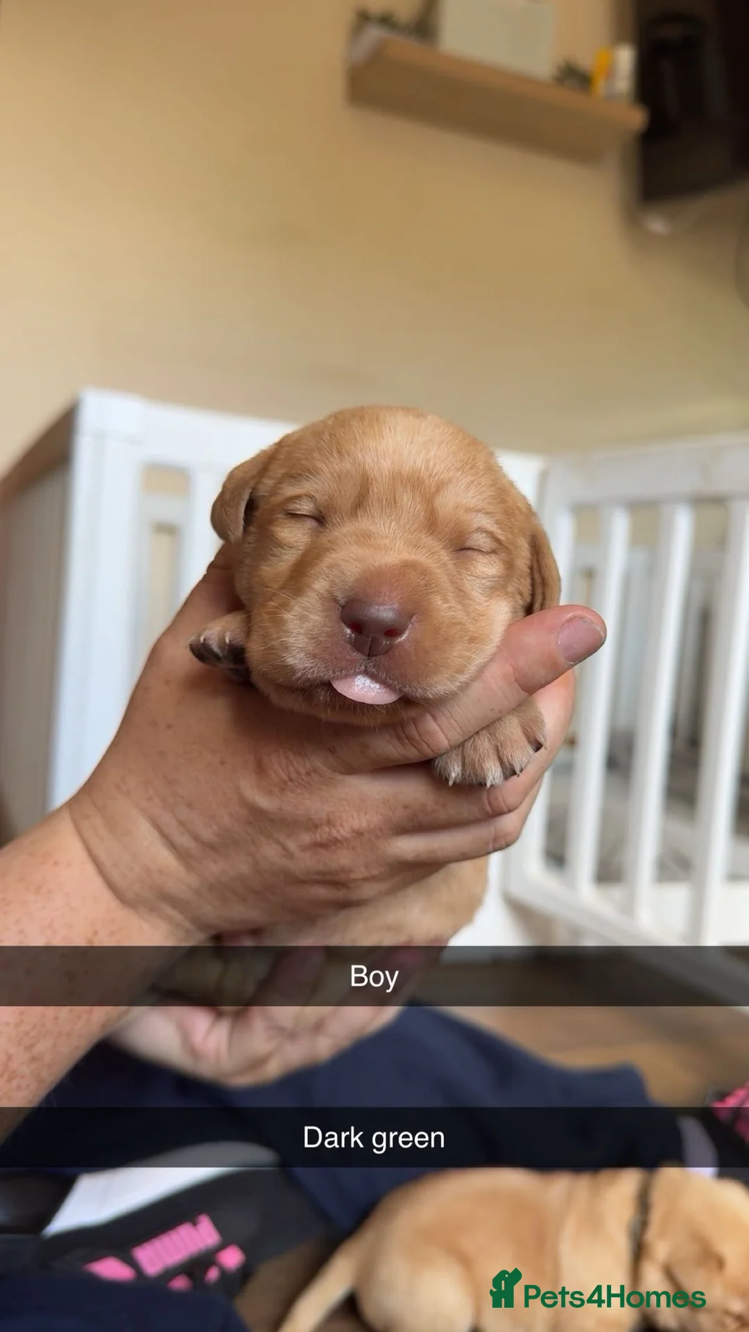 Labrador Retriever dogs for sale:  Only 5  left Litter of beautiful labradors puppys - Advert 1