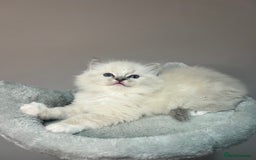Ragdoll cats for sale: Registered Ragdolls kittens for sale - Image 20