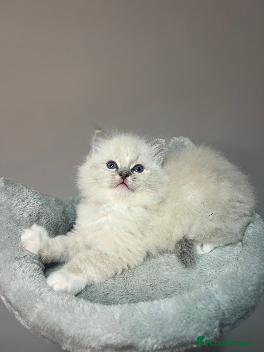Ragdoll cats for sale: Registered Ragdolls kittens for sale - Image 20