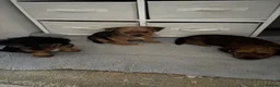 Mixed Breed dogs for sale: Jr x yorkie  - Advert 3