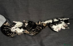 Mixed Breed cats for sale: Litter of kittens  - Image 3