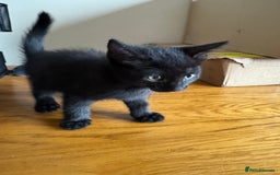 Mixed Breed cats for sale: Mixed kittens  - Image 5