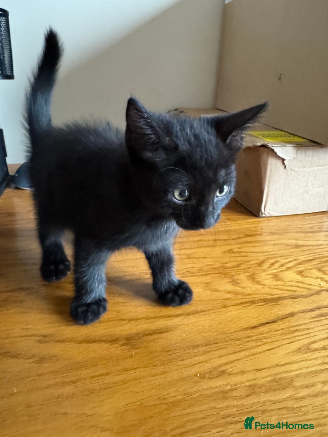 Mixed Breed cats for sale: Mixed kittens  - Image 5