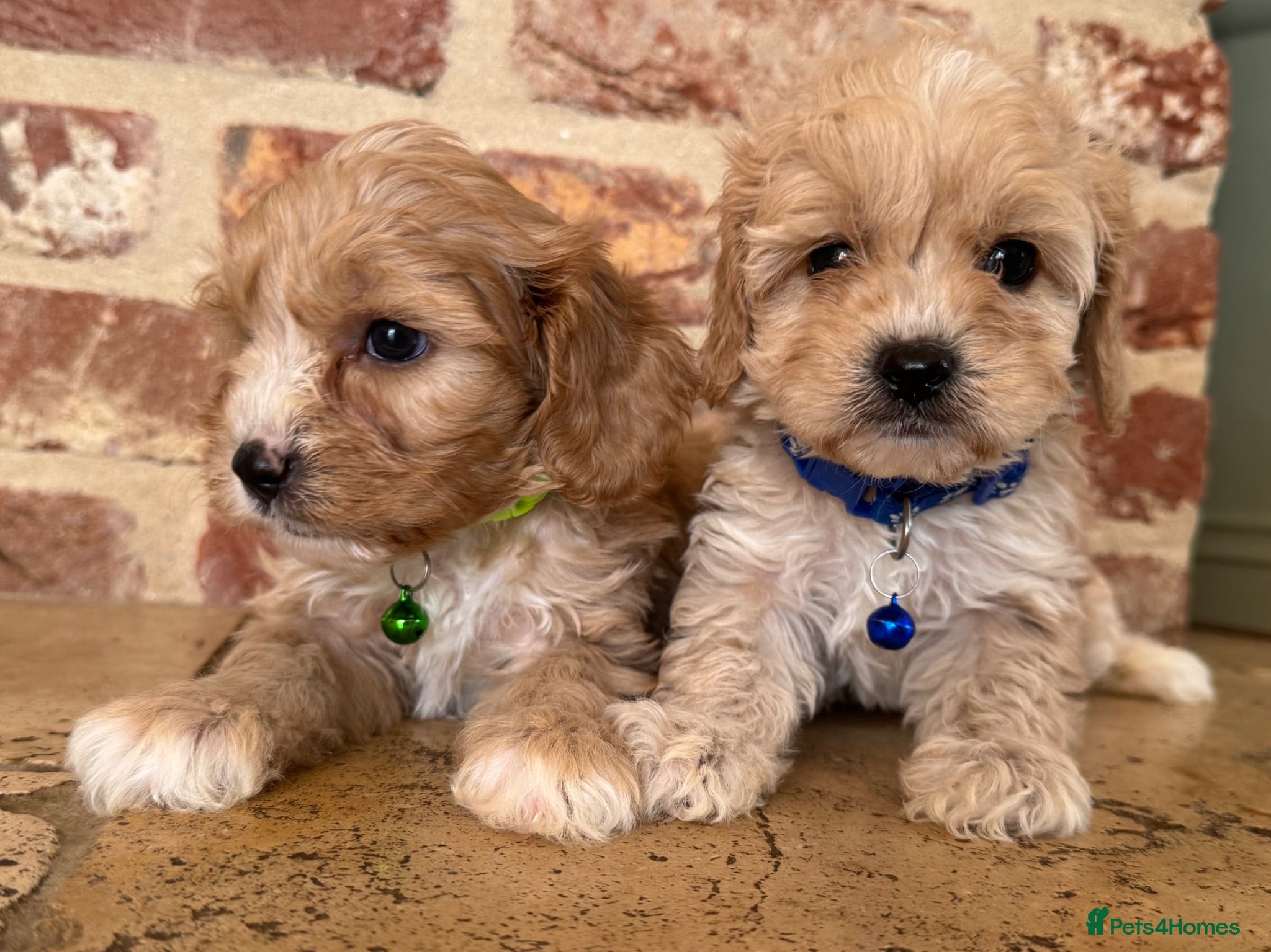 Cavapoo dogs F1 cavapoo males 💙💚 - Advert 1