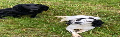 Cocker Spaniel 