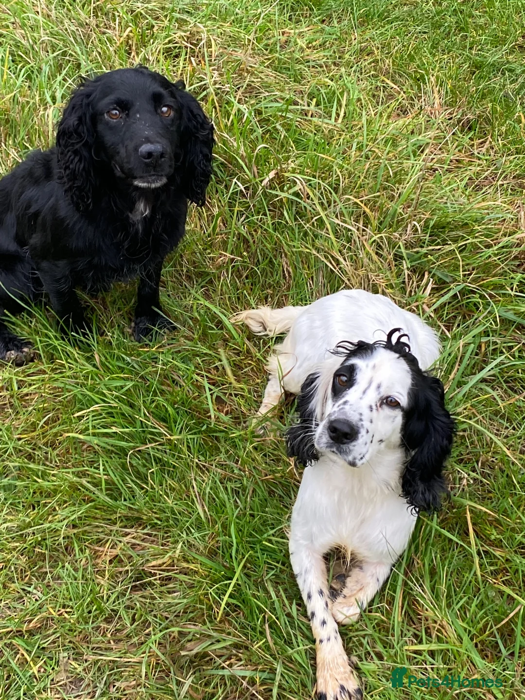 Cocker Spaniel dogs for sale: Working cocker spaniel  - Advert 2