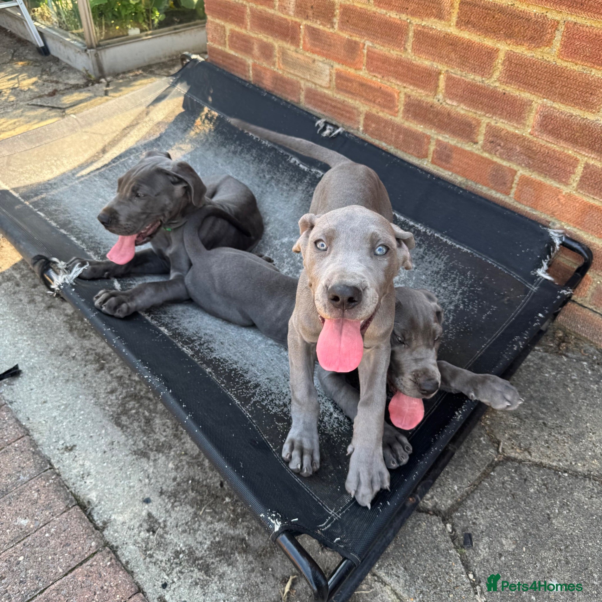 Great Dane dogs Ready for new home now!! - Advert 2