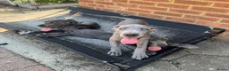 Great Dane dogs for sale: Ready for new home now!! - Advert 6