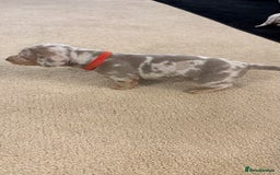 Miniature Dachshund dogs for sale: Beautiful miniature dachshund puppies  - Advert 7