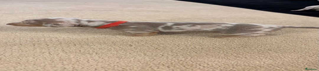 Miniature Dachshund Puppy 5