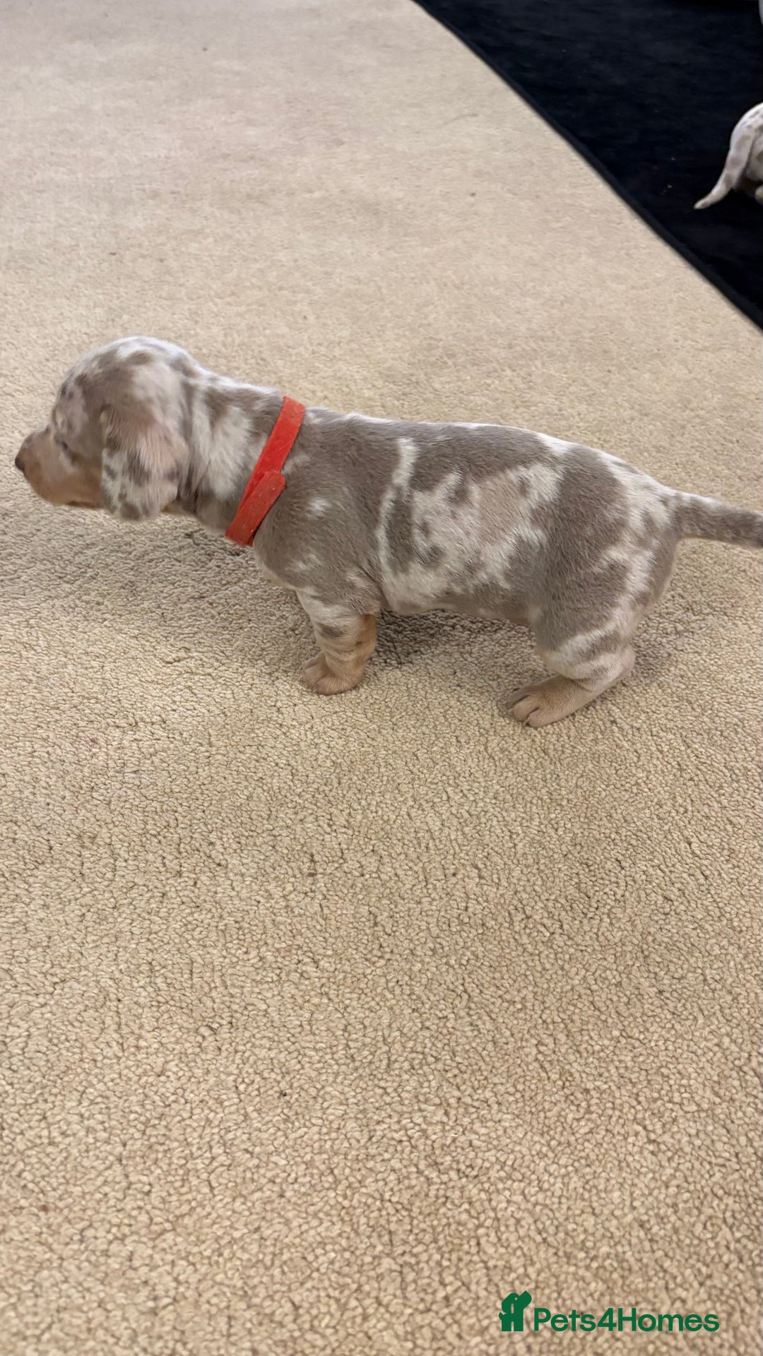 Miniature Dachshund dogs for sale: Beautiful miniature dachshund puppies  - Advert 7