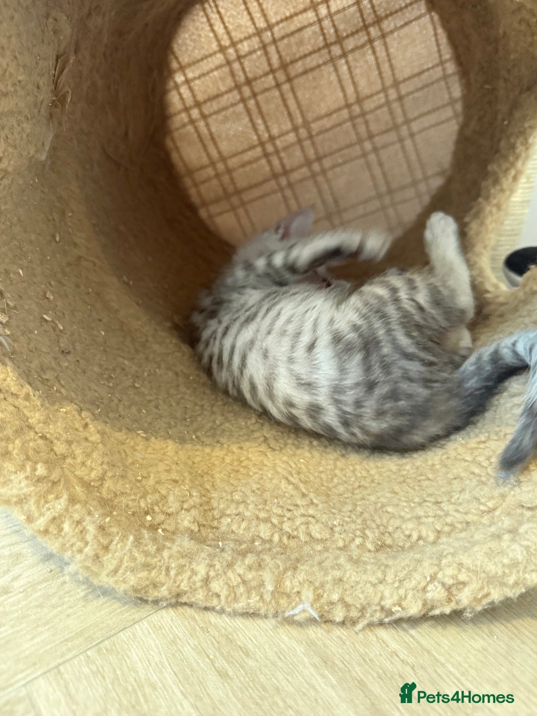 Maine Coon cats for sale: Maine Coon x Savannah Kittens - Advert 12