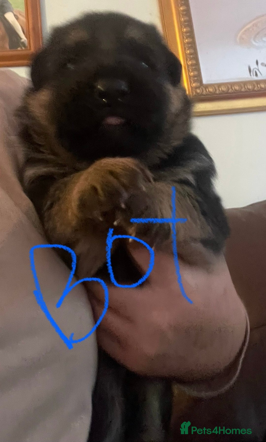 German Shepherd dogs for sale: German shepherd puppies kc registered - Image 6