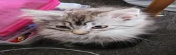 Maine Coon cats for sale: 🐾 Stunning Silver Tabby Maine Coon Boy 🐾 in Caerphilly - Advert 6