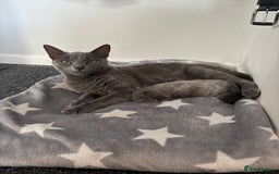 Russian Blue cats for sale: PureBred Female Russian Blue kitten  - Image 4