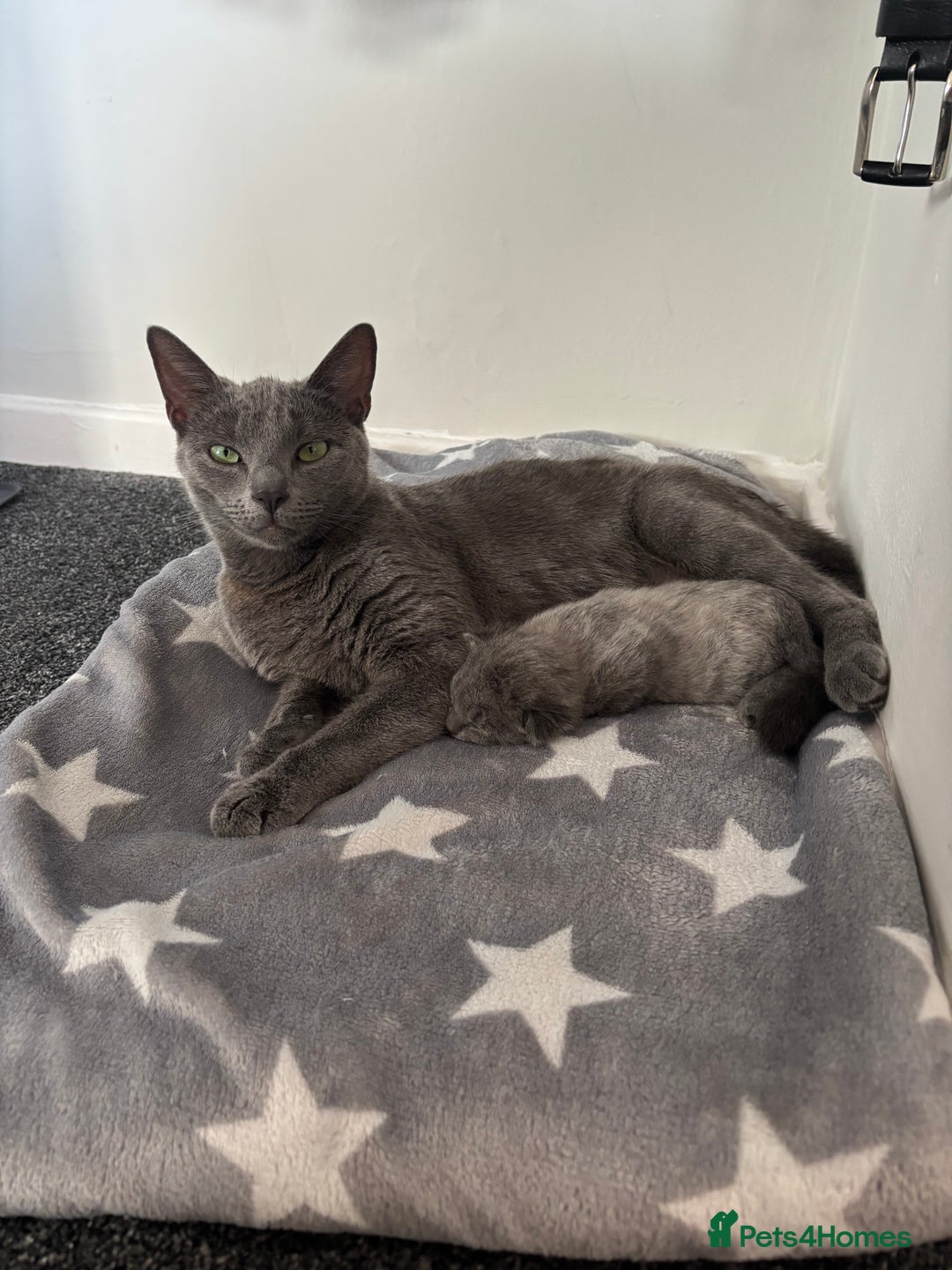 Russian Blue cats for sale: PureBred Female Russian Blue kitten  - Image 4