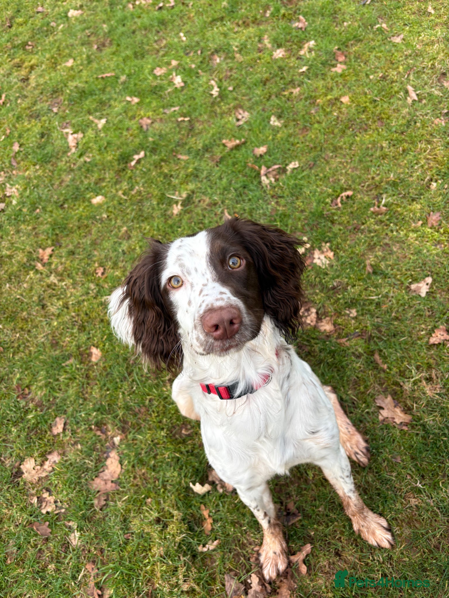 English Springer Spaniel dogs 9 month old needs her forever home - Advert 1