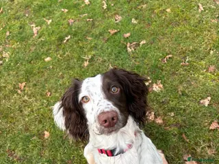 English Springer Spaniel dogs 9 month old needs her forever home - Advert 2