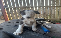 Border Collie dogs for sale: 3 males left .. female now sold! - Image 21