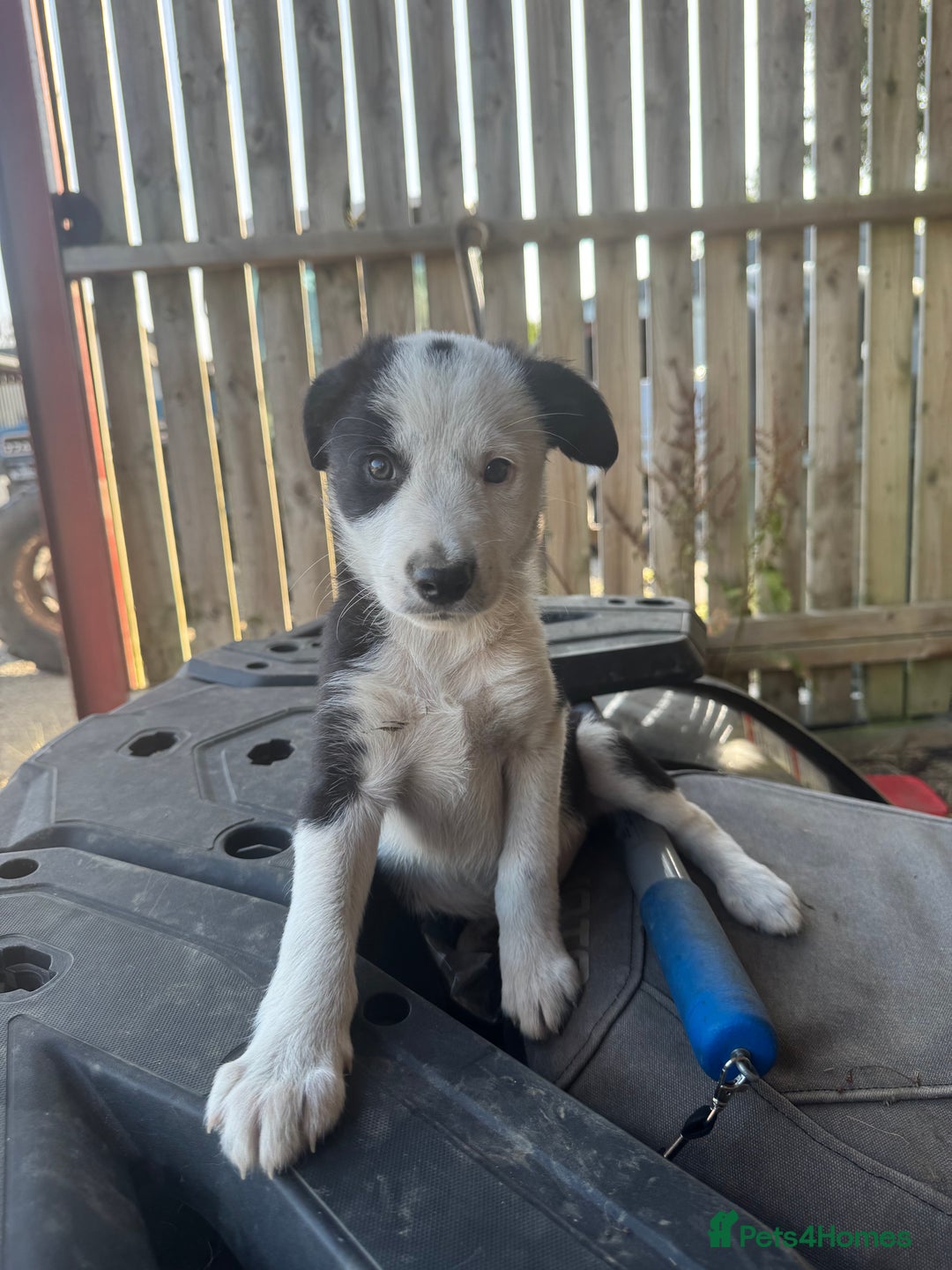 Border Collie dogs for sale: 3 males left .. female now sold! - Image 21