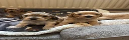 Cockapoo dogs for sale: Stunning F1 Cockapoos from H/Tested KC Parents!! - Advert 7