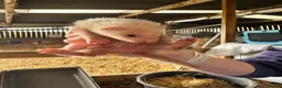 Ferret rodents for sale: Ferret kits in Newtown - Advert 3