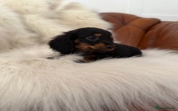 Miniature Dachshund dogs for sale: Stunning Silver & Chocolate Dapple Miniatures - Image 32
