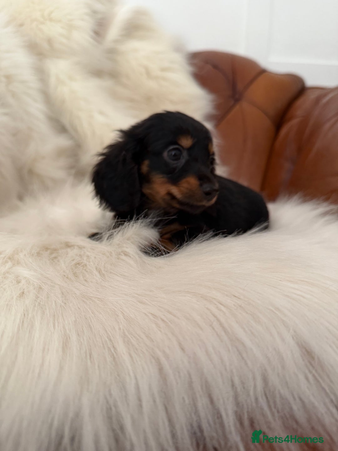Miniature Dachshund dogs for sale: Stunning Silver & Chocolate Dapple Miniatures - Image 32