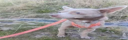 Pomchi dogs for sale: Teddy Pomchi  in Whitley Bay - Advert 1