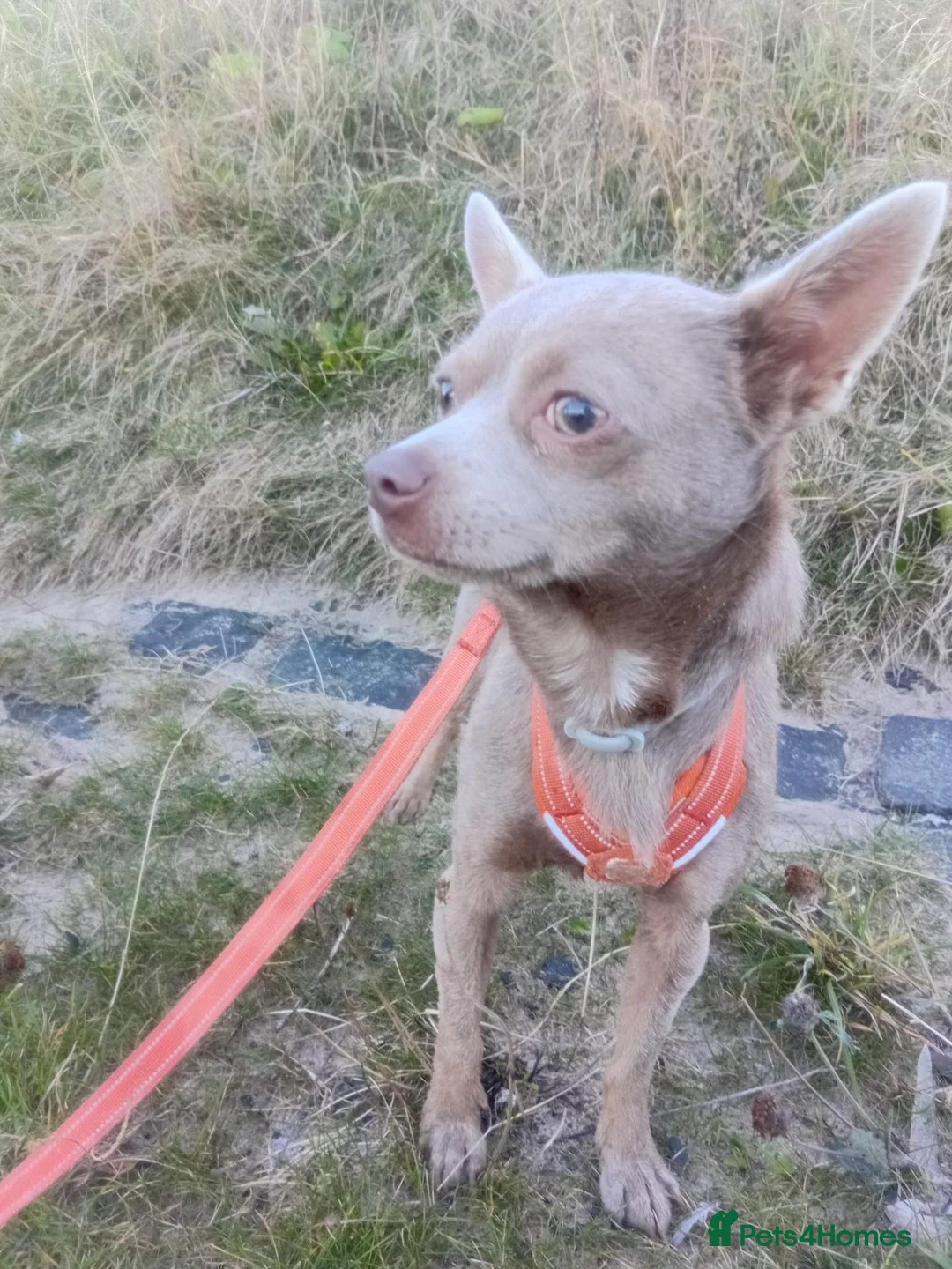 Pomchi dogs for sale: Teddy Pomchi  in Whitley Bay - Advert 1