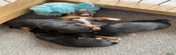 Jack Russell dogs for sale: Small type black & tan smooth coated Jack Russell in Lampeter - Advert 5