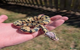 Python Snake reptiles for sale: Pastel Desert Ghost in Sheffield - Image 4