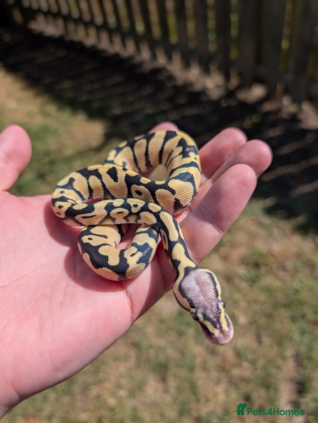 Python Snake reptiles for sale: Pastel Desert Ghost in Sheffield - Image 4
