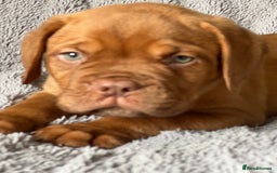 Dogue De Bordeaux dogs for sale: Kc registered Dogue de bordeaux puppies  - Image 11