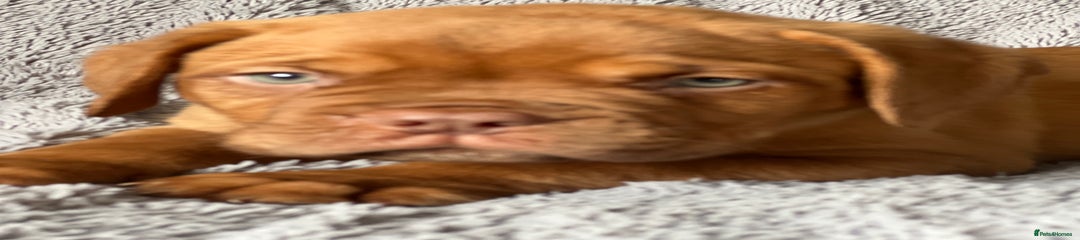 Dogue De Bordeaux Puppy 4