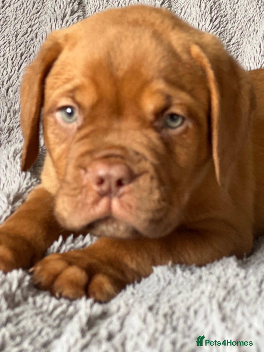 Dogue De Bordeaux dogs for sale: Kc registered Dogue de bordeaux puppies  - Image 11