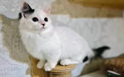 Munchkin cats for sale: Purebred TICA reg. Munchkin kittens ready to go  - Image 33
