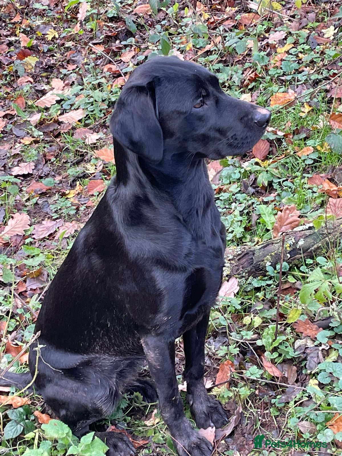 Labrador Retriever dogs KC FTCH Fendawood sire and Drakeshead bitch - Advert 14